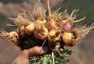 玛咖入华14年陷产业危机：收购价已从120跌至1元