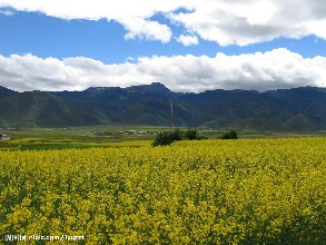 云南40项工作列入省委改革台账