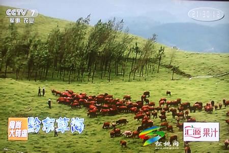 青海打造全国草地生态畜牧业试验区