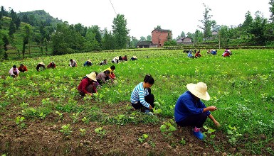 滑县合作社带领农户奔&ldquo;钱&rdquo;途