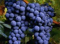 &ldquo;日前&rdquo;葡萄&ldquo;鲜&rdquo;为人知