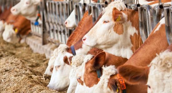 中鼎联合将在俄远东建造奶牛养殖综合体