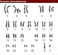 科学家密谋10年内合成完整人类基因组