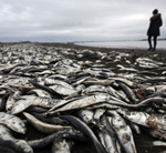 智利赤潮爆发致海洋生物尸体铺满海滩