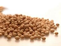 让大豆在玉米地里茁壮成长