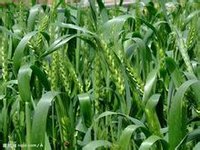 山东狠抓小麦病虫防控 力保夏粮丰产丰收