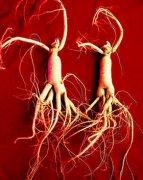 名人们有多爱人参