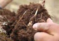 牧民排队挖冬虫夏草 每根收购价40元