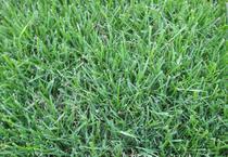 重庆深度绿化 人均“占绿”28平方米