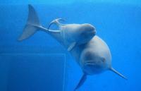 微笑天使回家计划让野生黄海江豚&ldquo;回家&rdquo;