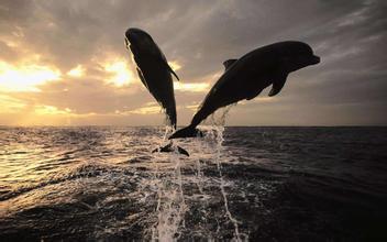 科普：煤尘对海洋生态破坏大