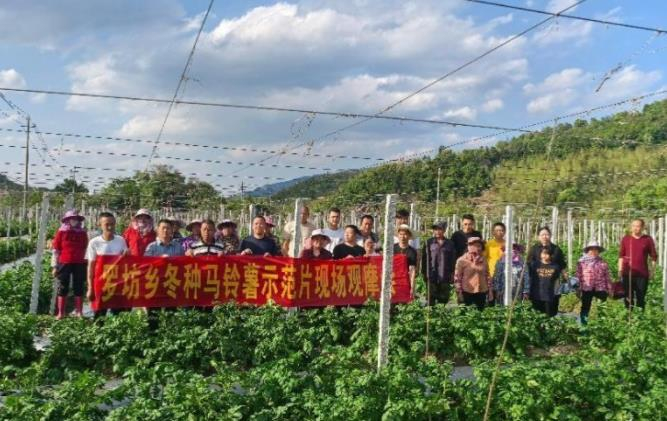 连城县邱赖村：支部领办丝瓜合作社 立体套种稳住“米袋子”鼓起“钱袋子”