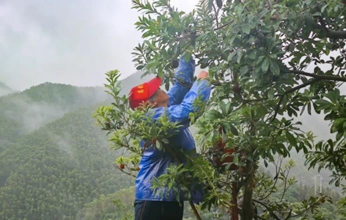 福建华安东魁杨梅迎丰收季 精品化种植打造特色农业品牌