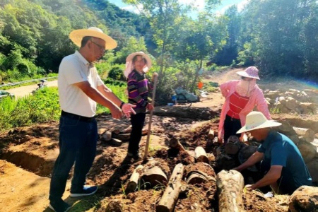 龙岩市童坊镇试点“窖式种植法”茯神 推动林下经济产业升级