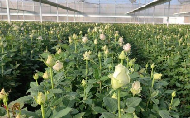 破解&ldquo;滇中缺水&rdquo;难题！姚安一滴水&ldquo;浇&rdquo;出10亿枝鲜花，农户年入十万+