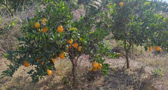 中经联播湖南办助农帮扶，“园丰脐橙”迎销售新契机