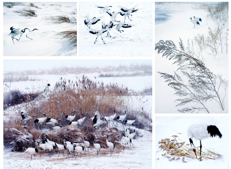 游客量年增长260% 齐齐哈尔市文旅融合迸发新活力150万人次共享文化红利