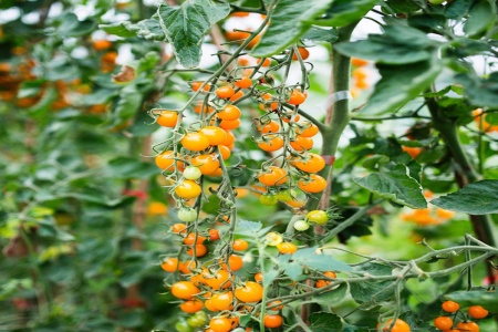 福建云霄东厦镇：小番茄“串”起乡村振兴大产业