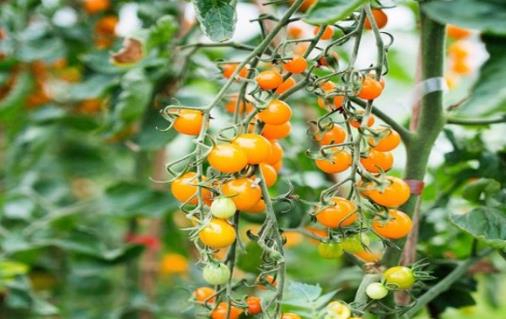 福建云霄东厦镇：小番茄“串”起乡村振兴大产业