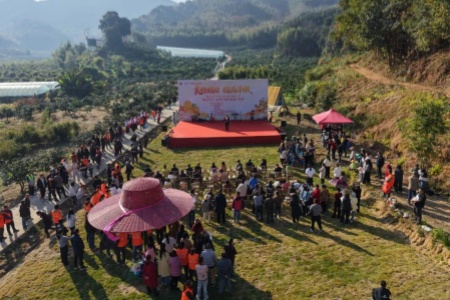 顺昌洋墩柑橘采摘活动开启：“候鸟务工”新模式 催生乡村振兴“致富果”