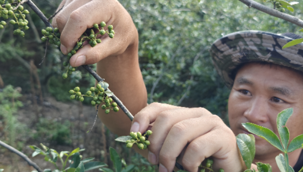 一颗青花椒的千里旅程：半天妖的风味坚守与品质初心