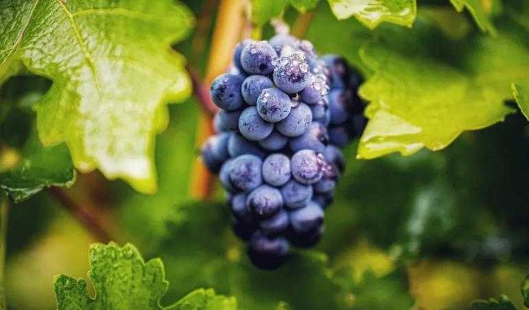 中国酿酒葡萄园碳汇交易首单落地！中粮长城天赋酒庄引领产业&ldquo;绿色价值&rdquo;