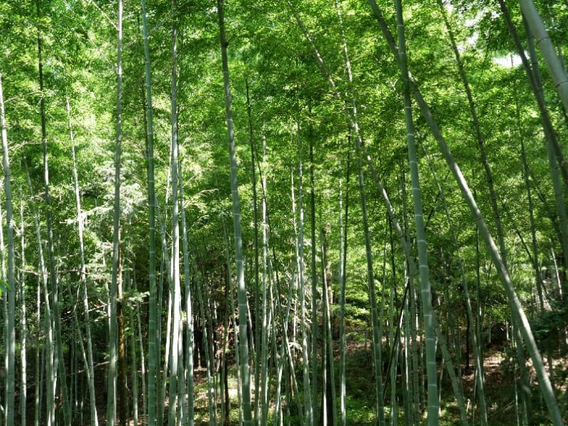 长汀：森林&ldquo;四库&rdquo;联动发力 一根翠竹&ldquo;链&rdquo;就兴村富民路