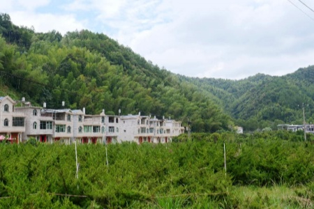 长汀：森林&ldquo;四库&rdquo;联动发力 一根翠竹&ldquo;链&rdquo;就兴村富民路