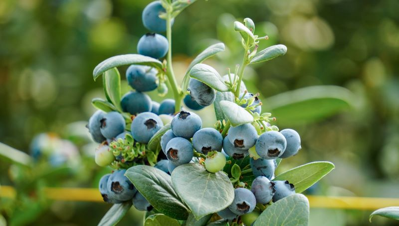 1颗=48亿！建水蓝莓&ldquo;死磕12年&rdquo;，凭啥狂揽数十亿市场？