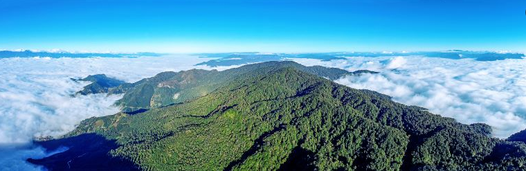 云南&ldquo;十四五&rdquo;林草高质量发展 绘就生态富民新画卷