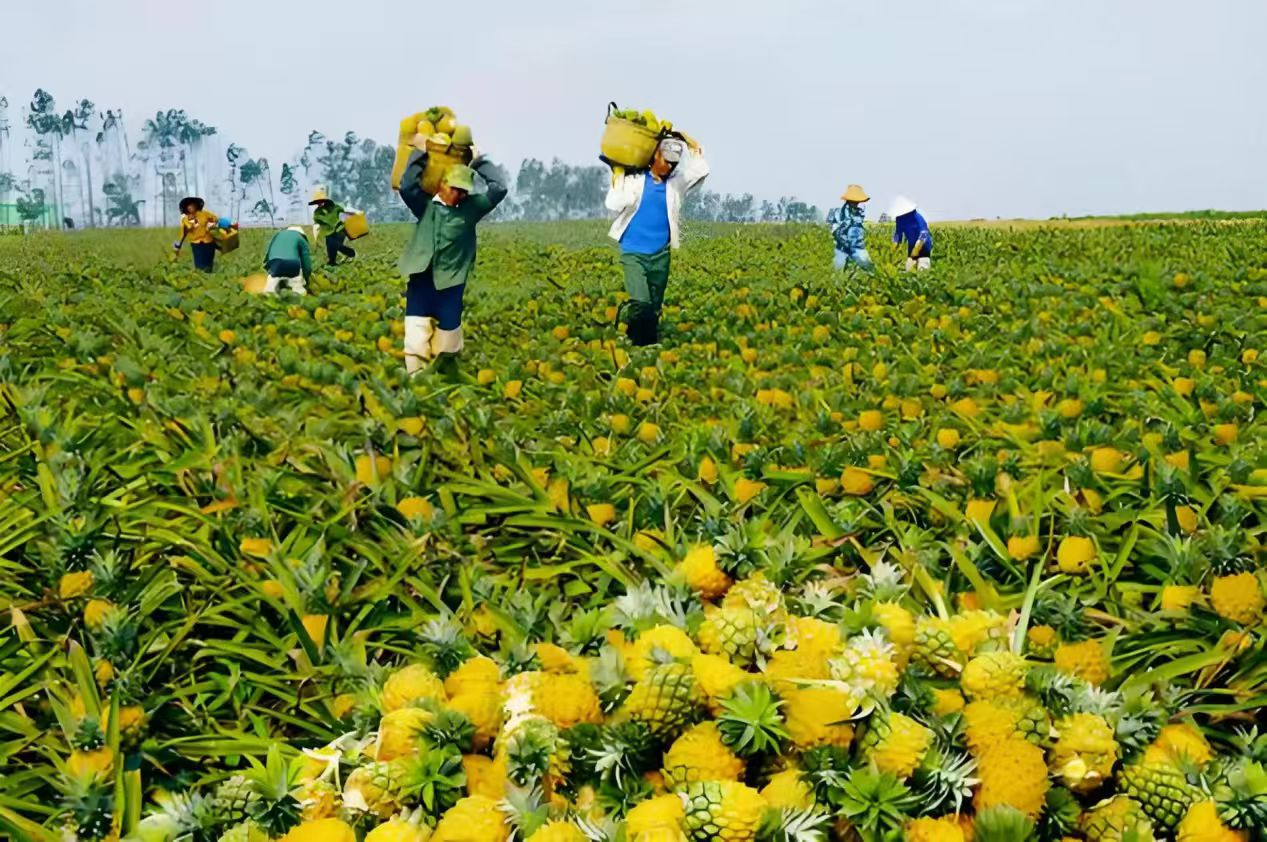 【广告】海南省经济发展联合会、海南好产品供应链有限公司特色水果种植合作伙伴招募启事