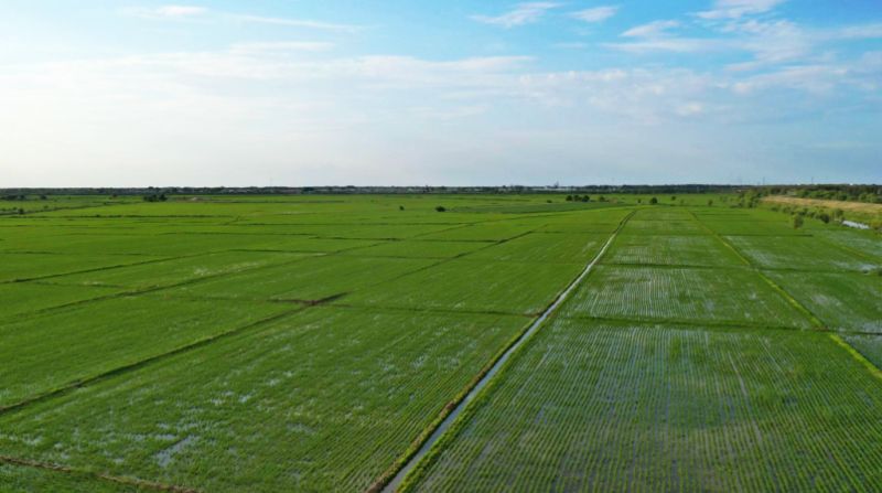 扛稳粮食安全重任 齐齐哈尔市硬核举措筑牢丰收根基