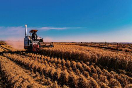 扛稳粮食安全重任 齐齐哈尔市硬核举措筑牢丰收根基