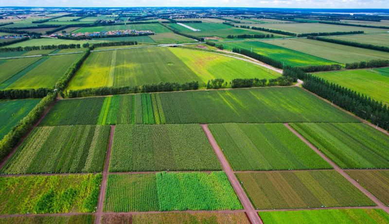 扛稳粮食安全重任 齐齐哈尔市硬核举措筑牢丰收根基