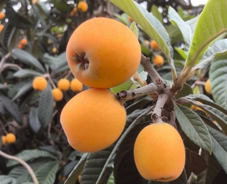 仁风泽天府，寿果领新航 &ldquo;仁寿果&rdquo;区域公用品牌建设全面启动