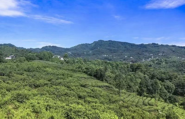 湖南邵东：让&ldquo;沉睡青山&rdquo;变成&ldquo;幸福靠山&rdquo;