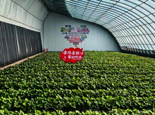 北大荒闫家岗农场第二届冰雪采摘活动火热启幕&ldquo;冰趣田园+莓香四溢&rdquo;点燃冬日热情