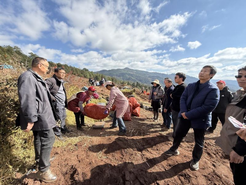 当归产业成为撬动禄劝县乡村振兴的&ldquo;黄金引擎&rdquo;
