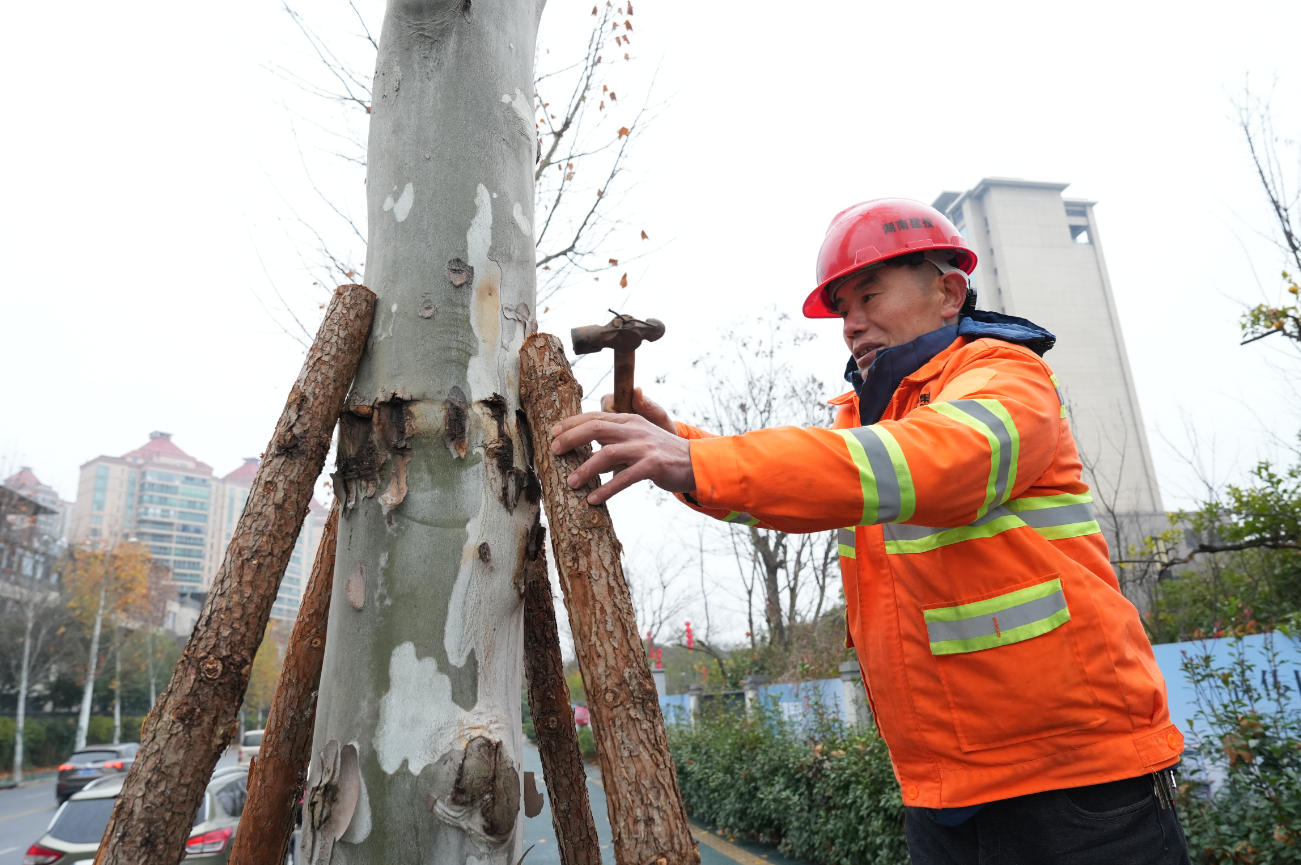 御寒护绿 株洲天元区精细作业筑牢城市绿化屏障