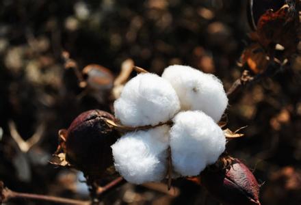 我国进口棉花质量状况堪忧