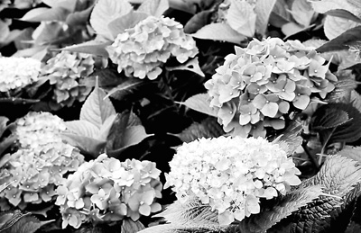 海芋季近尾声 绣球花接力登场