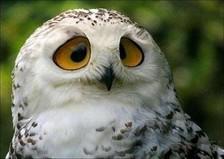 小猫头鹰爱上美女长发 市民求助欲给萌物安新家