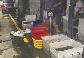 揭秘&ldquo;放生&rdquo;产业链：商家接单后去野外抓动物