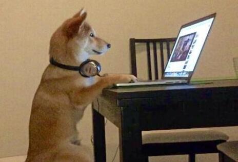 逆天宠物狗沉溺于看电视 模仿主人端坐观看