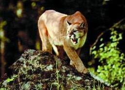 5岁儿子遭美洲狮袭击 母亲狂殴狮子救出儿子