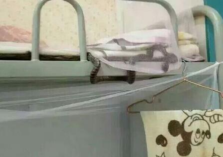 大学男生与蛇睡一夜 千年修得共枕眠