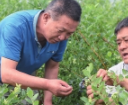 &ldquo;蓝莓村&rdquo;种出新生活