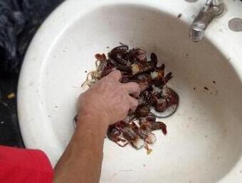 不堪入目！商贩公厕内加工死龙虾