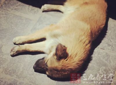 毒狗肉背后的利益产业链