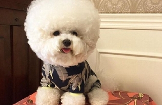 新晋网红！世界上最可爱的&ldquo;毛球&rdquo;